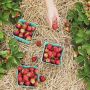Alimentos ecológicos
