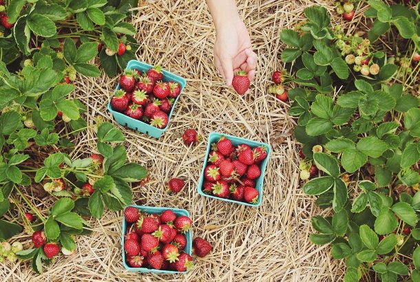 Alimentos ecológicos